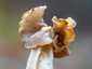 Fodros papsapkagomba (Helvella crispa), Pilis